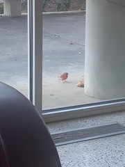 Cardinalis cardinalis