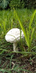 Amanita foetens