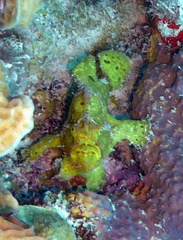 Antennarius multiocellatus