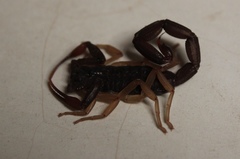Centruroides gracilis