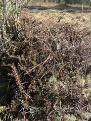Vaccinium crassifolium