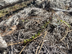 Vaccinium crassifolium