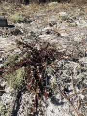 Vaccinium crassifolium