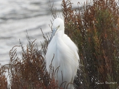 Egretta garzetta