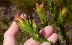 Leucadendron stelligerum