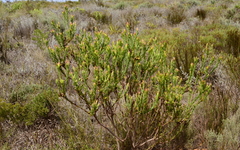 Leucadendron stelligerum