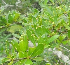 Terminalia molinetii