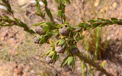 Leucadendron stelligerum