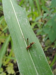 Polybia fastidiosuscula