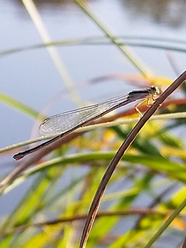 Green-striped slender dartlet photo 5