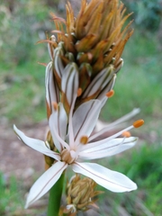 Asphodelus serotinus