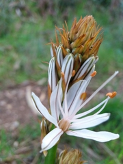 Asphodelus serotinus