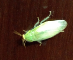 Panchlora thalassina