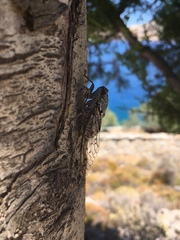 Cicada mordoganensis