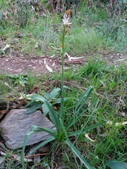 Asphodelus serotinus