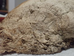 Daedalea quercina