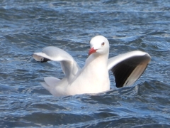 Chroicocephalus genei