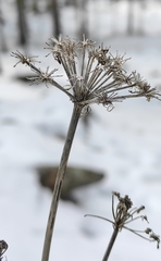 Phlojodicarpus sibiricus
