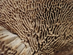Daedalea quercina
