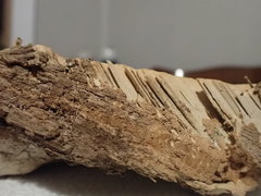 Daedalea quercina
