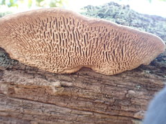 Daedalea quercina