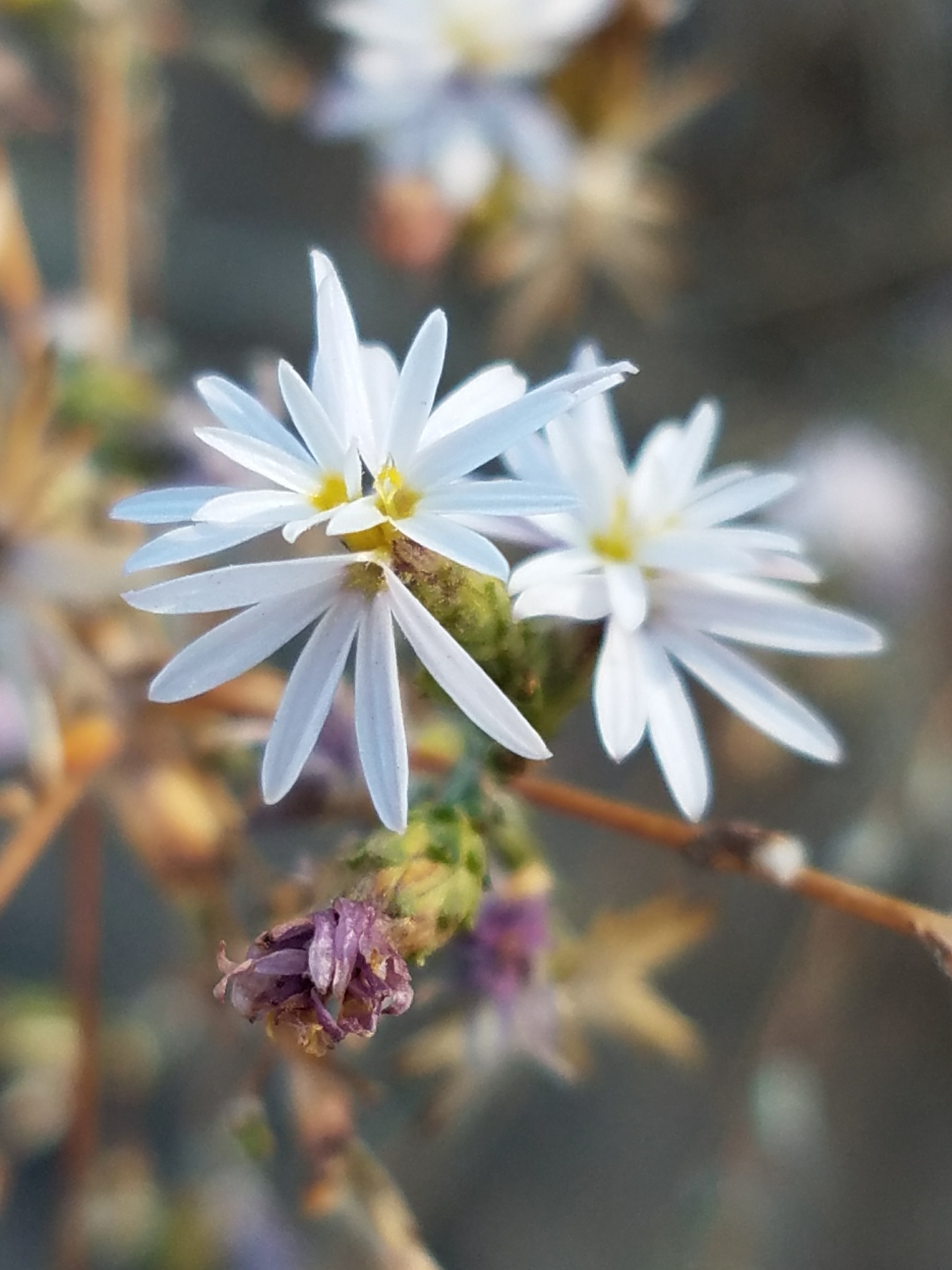 Lessingia nemaclada
