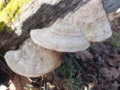 Daedalea quercina