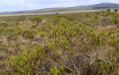 Leucadendron stelligerum