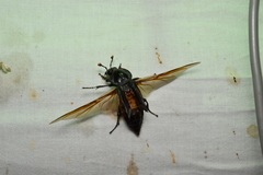 Nicrophorus concolor