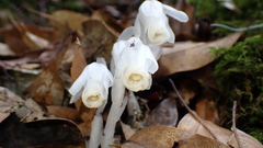 Monotropastrum humile glaberrimum
