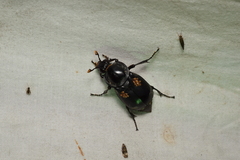 Nicrophorus concolor