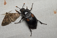 Nicrophorus concolor
