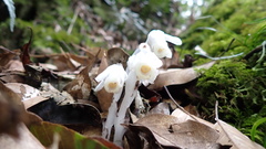 Monotropastrum humile glaberrimum