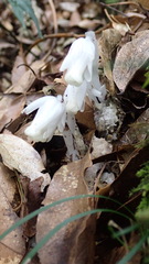 Monotropastrum humile glaberrimum