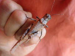 Asoramea erythroptera