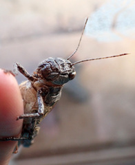 Asoramea erythroptera