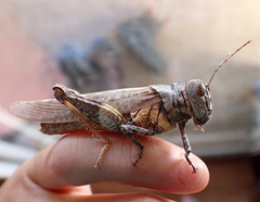 Asoramea erythroptera