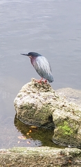Butorides virescens image