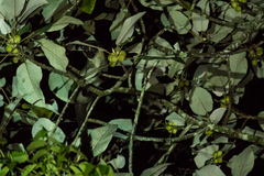 Arctogalidia trivirgata