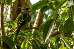 Psilopogon pyrolophus