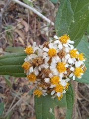 Alloispermum integrifolium