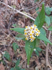 Alloispermum integrifolium