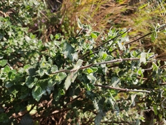 Teucrium flavum