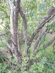 Diplorhynchus condylocarpon