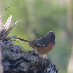 Pipilo erythrophthalmus alleni