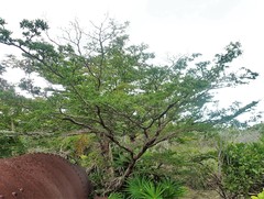 Terminalia molinetii