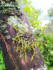 Bulbophyllum schefferi