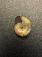 Mesomphix globosus