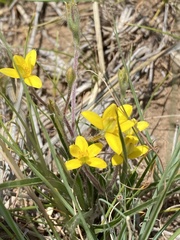 Hypoxis rigidula