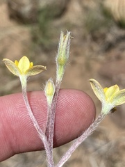 Hypoxis rigidula